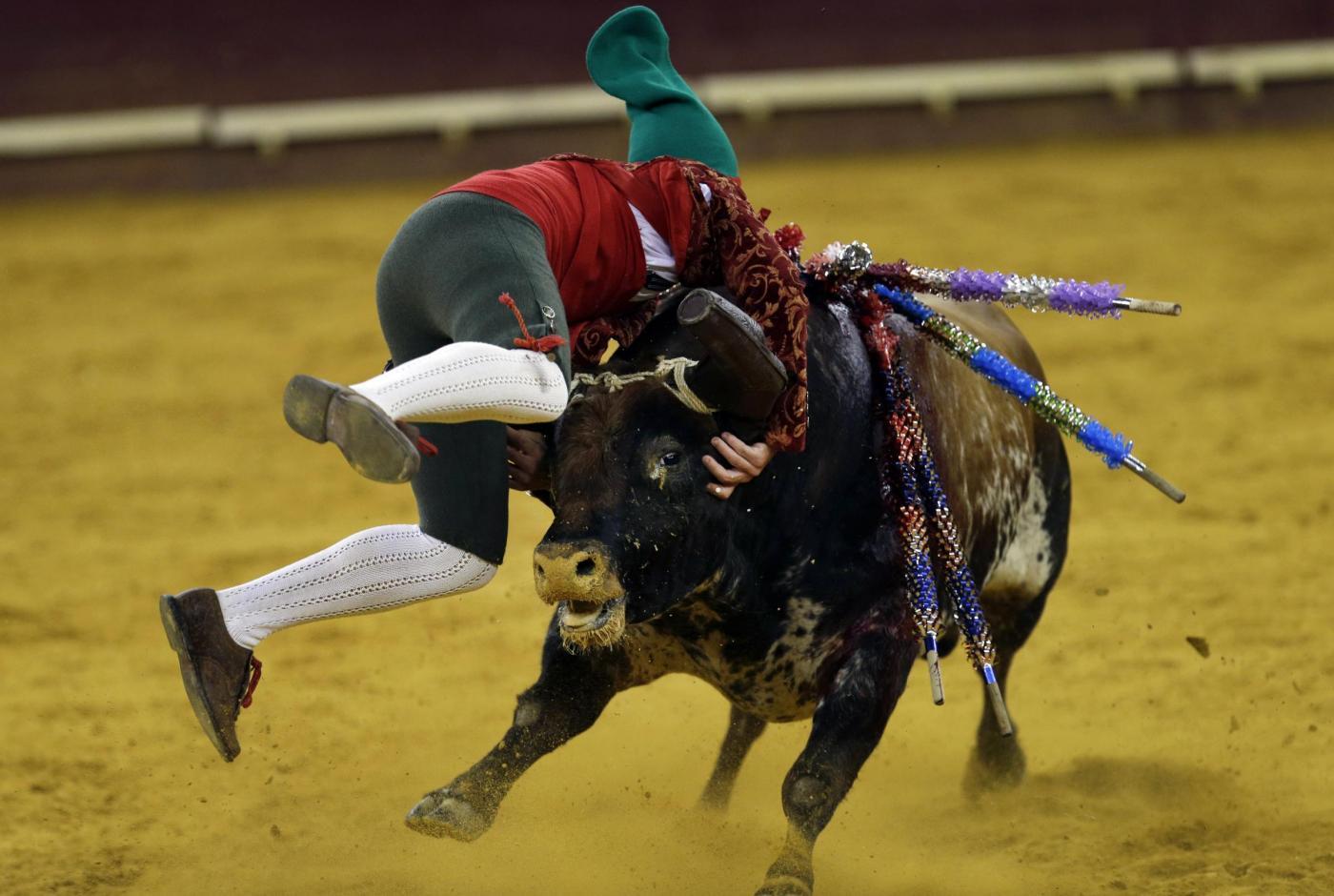 Prendere Il Toro Per Le Corna Letteralmente Photogallery Rai News