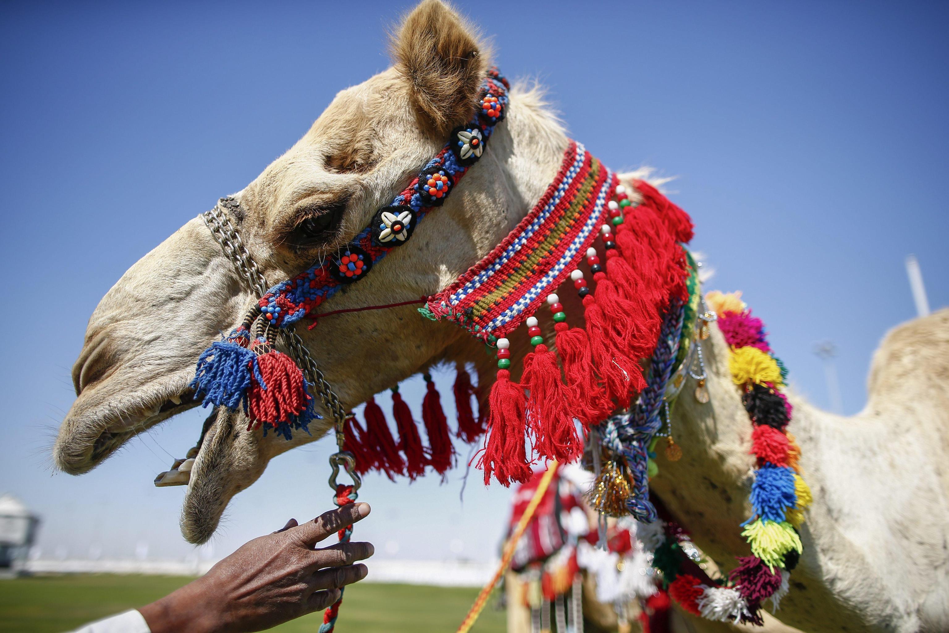 La corsa dei cammelli del Qatar - Photogallery - Rai News