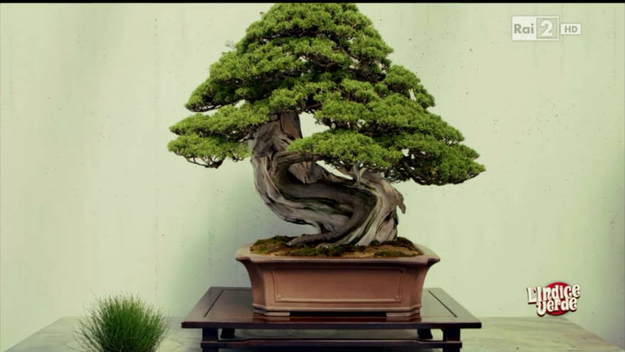 Passione Bonsai Video Rai News